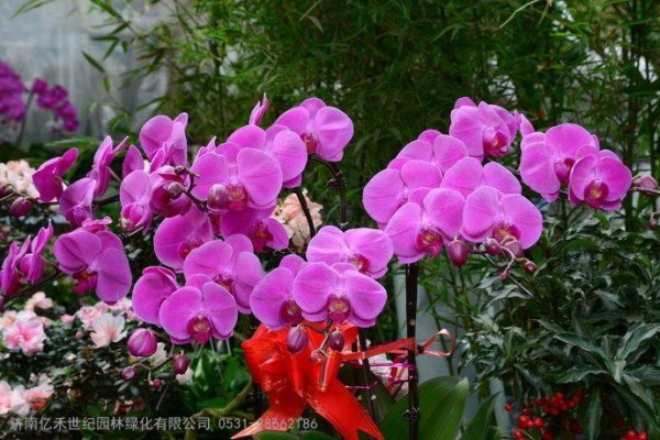 如何挑选年宵花？买回来后如何养护？